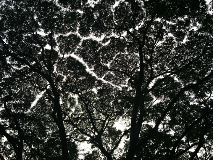 Cubbon park Bangalore
