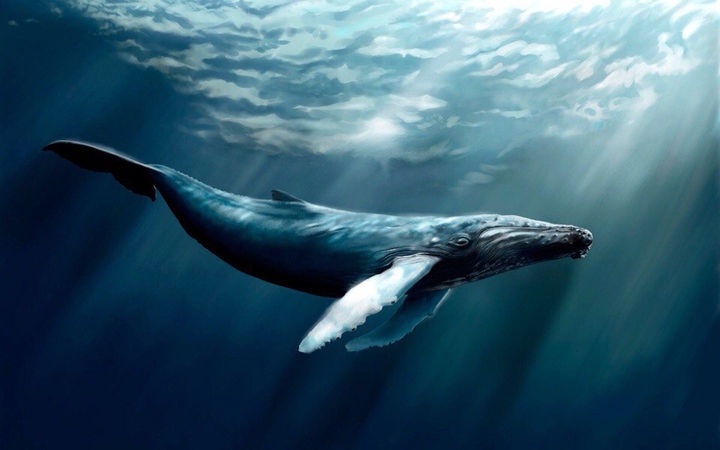 A whale