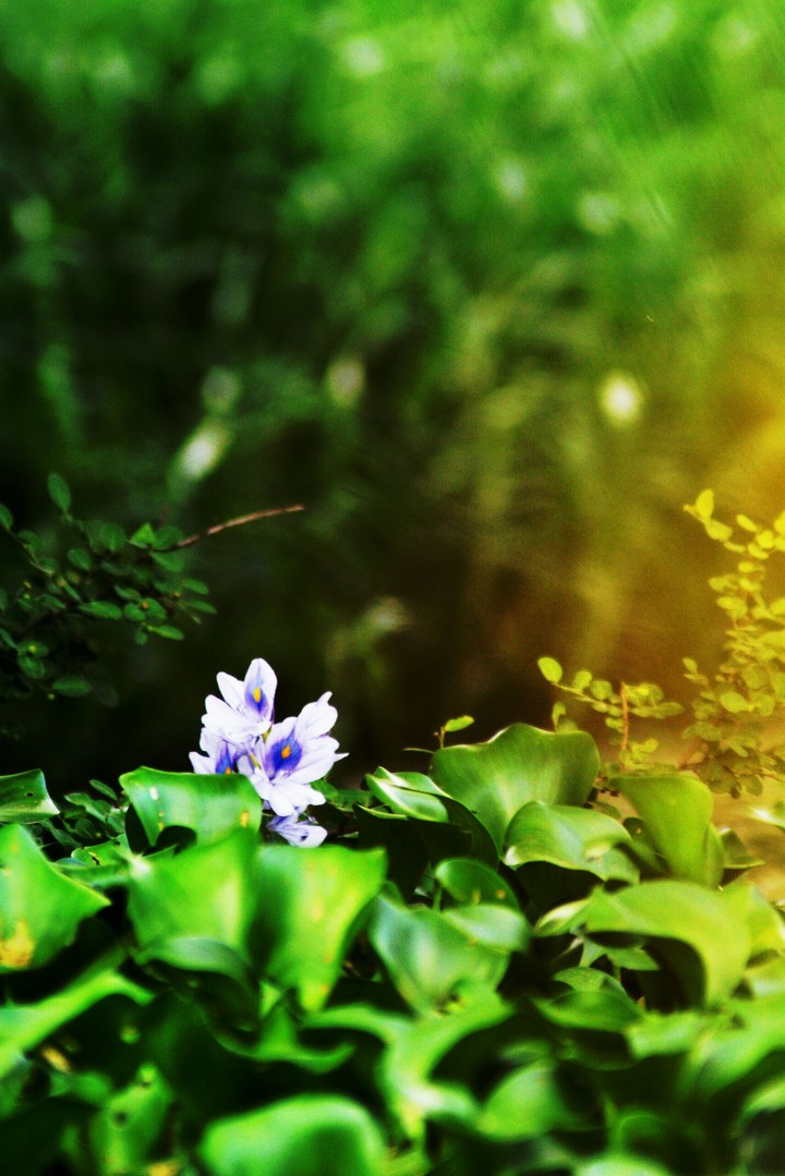 flower of contrast colour