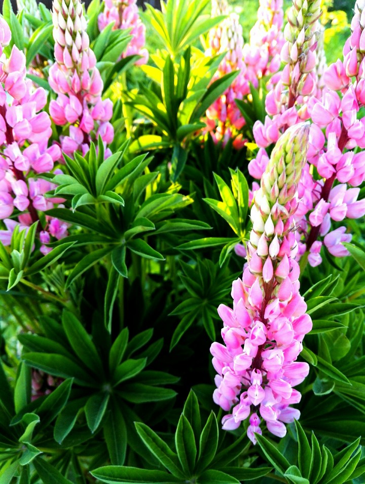 Lupine