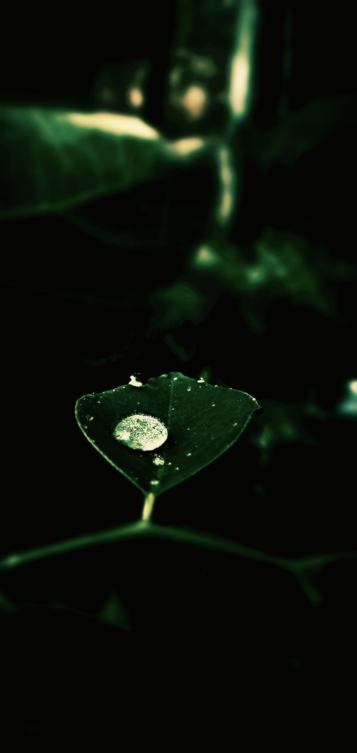 dew Drop
