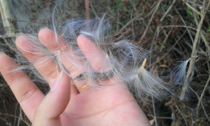 wind