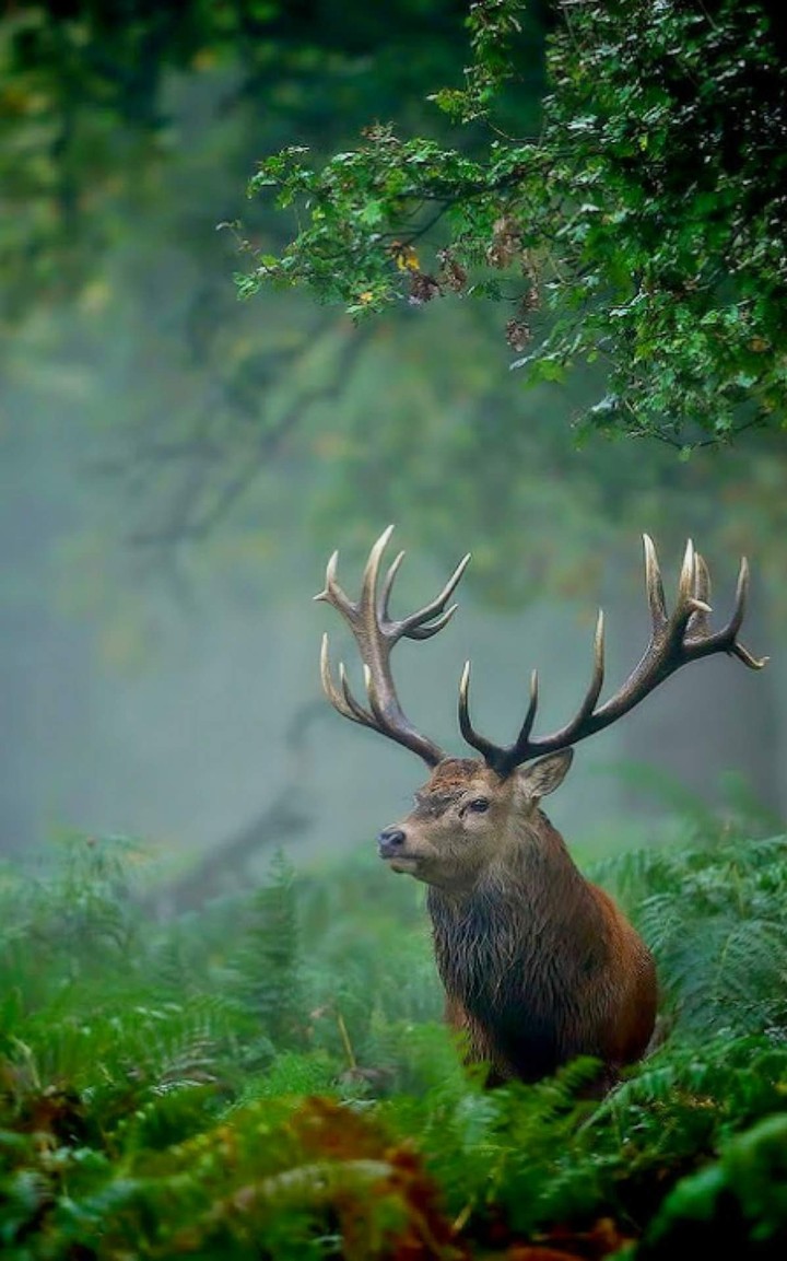 click here to see pictures