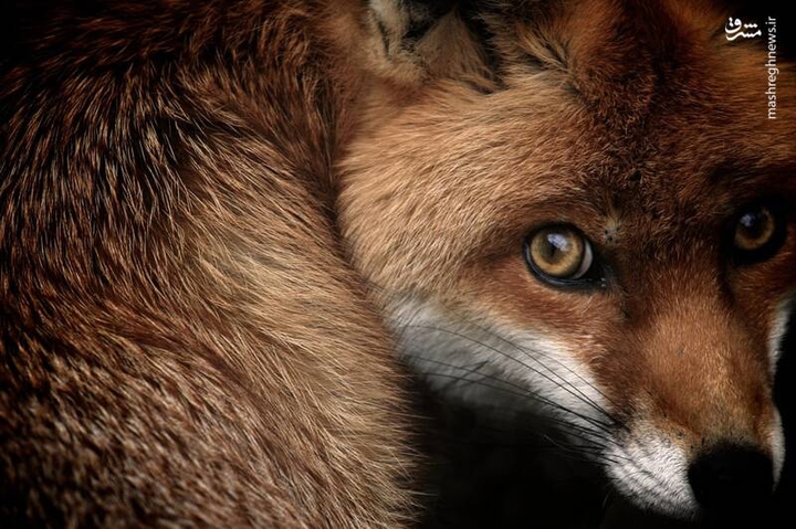 fox
