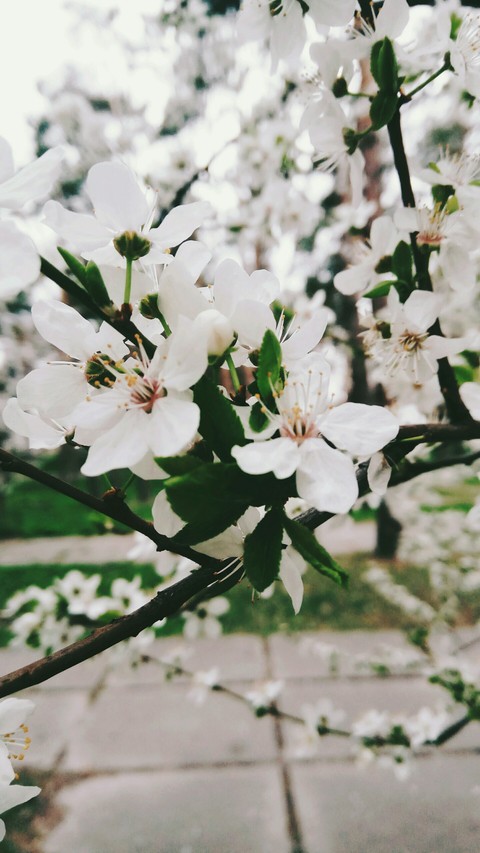 flowers