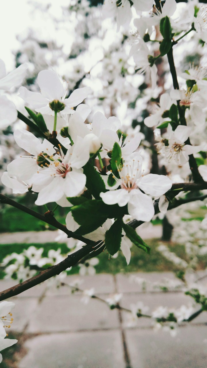 flowers