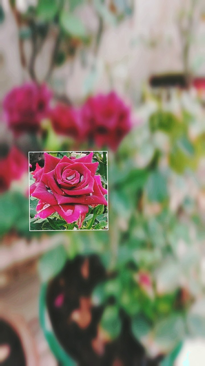 Roses..