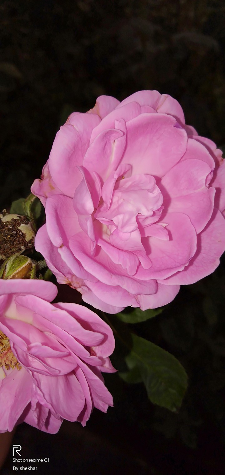 rose