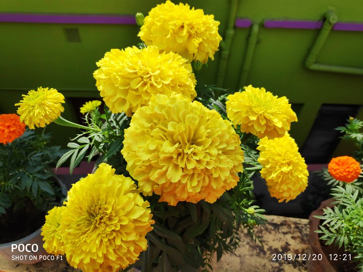 Home garden