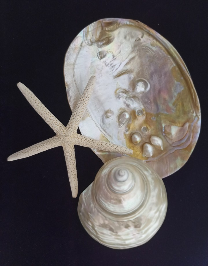 shell