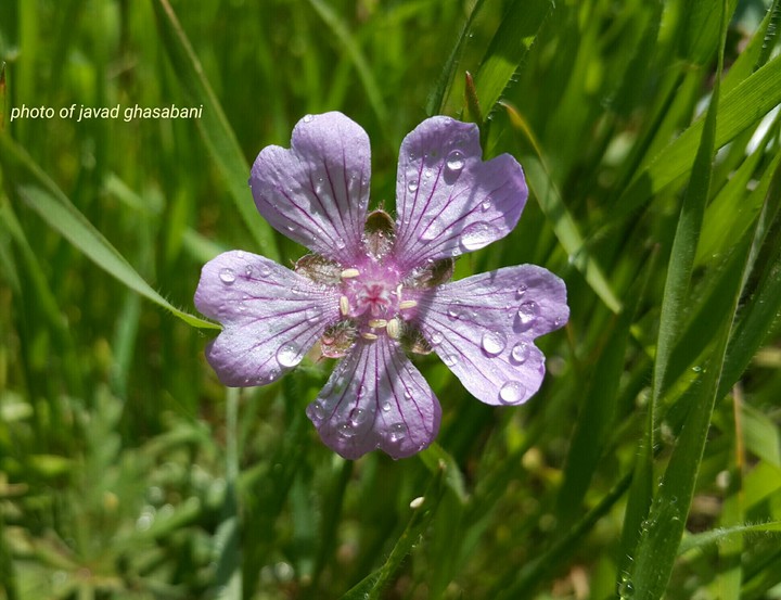 Flowers and drops of rain