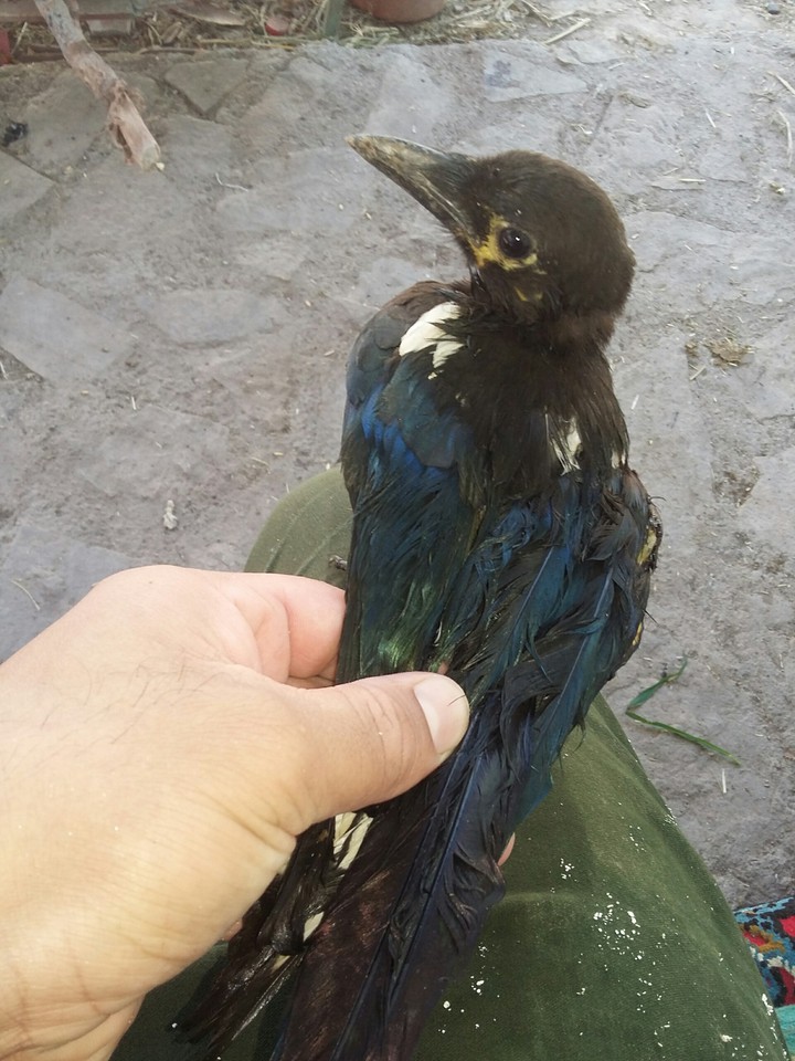 bird