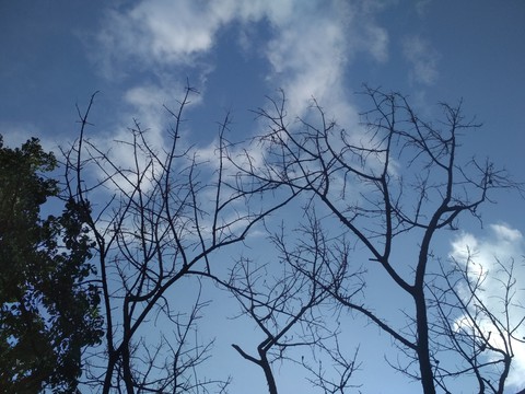the blue sky