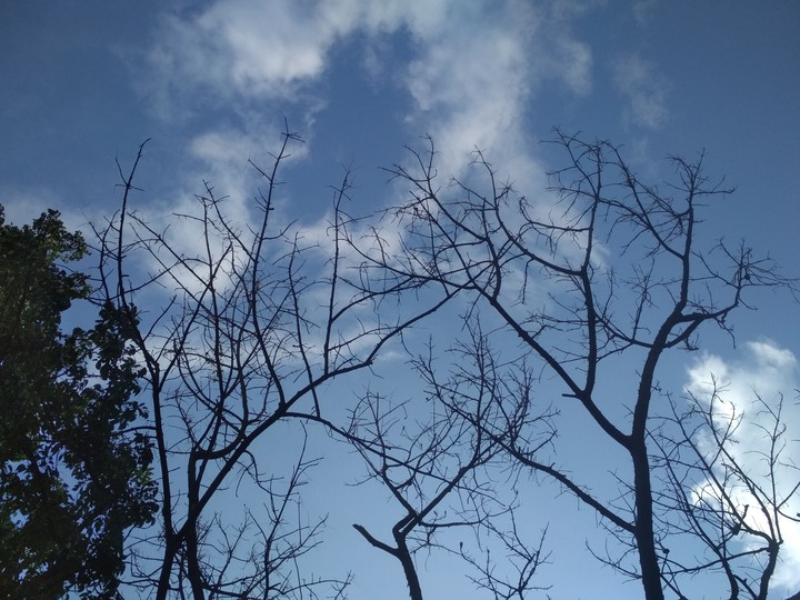 the blue sky