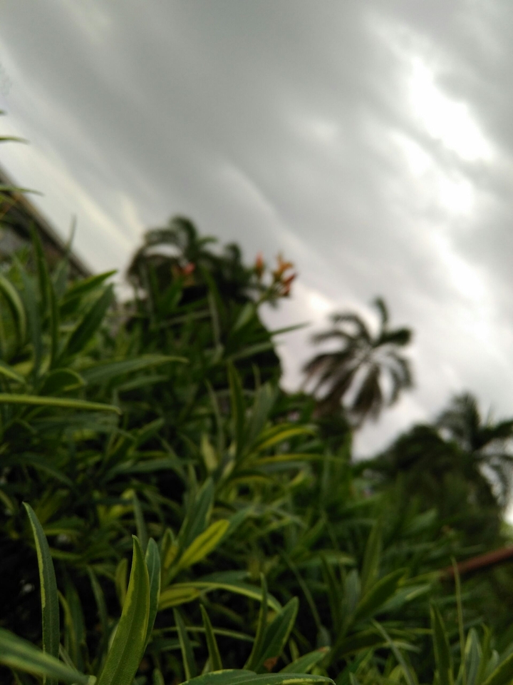 the greeny evening