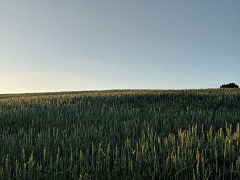 Wheat field