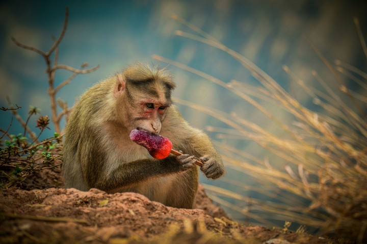 monkey