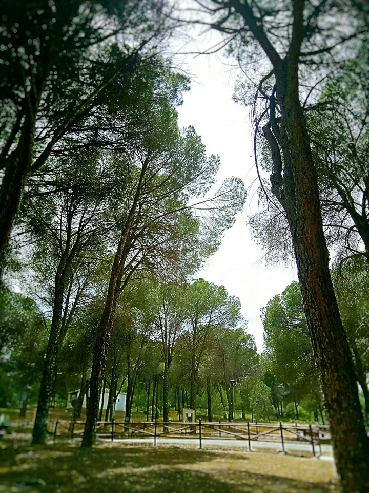 árboles