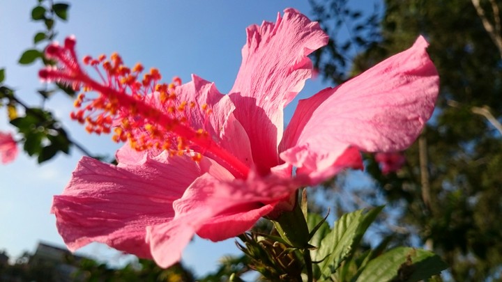 hibisco