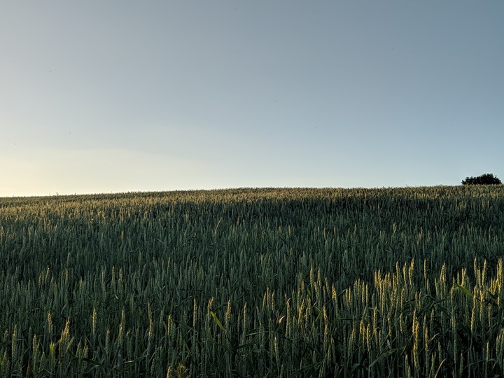 Wheat field