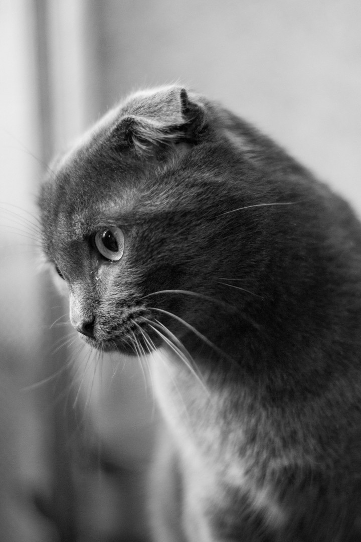 кот