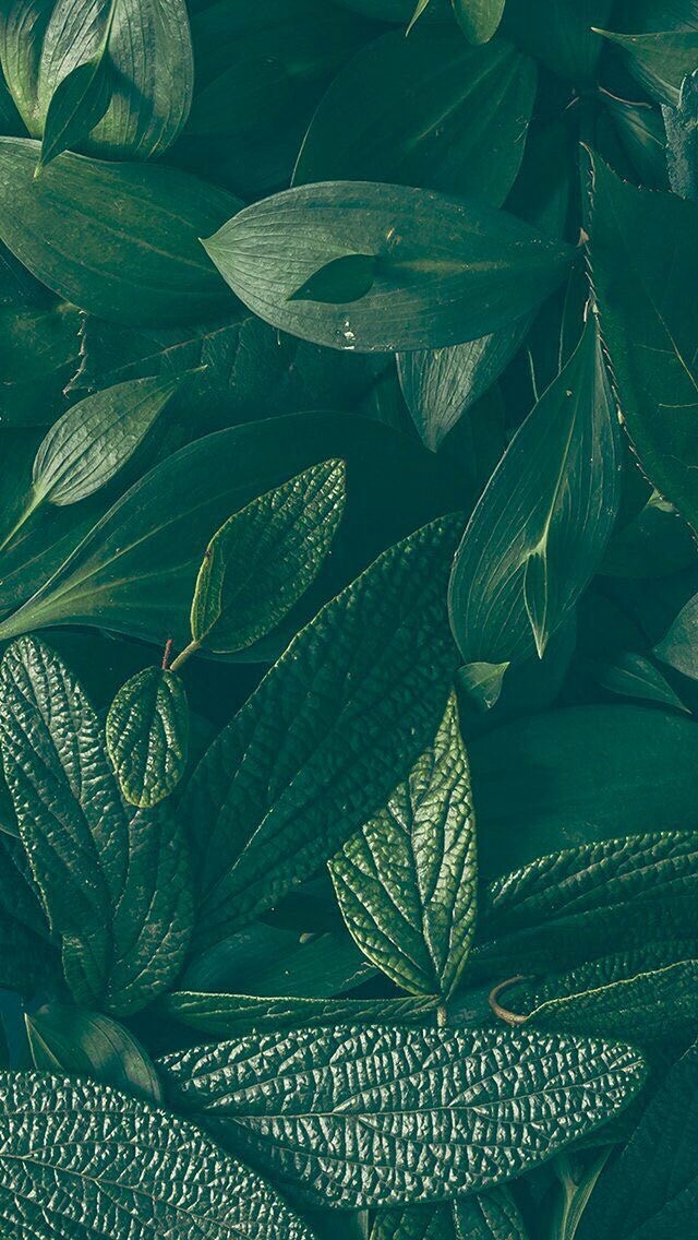 leaves