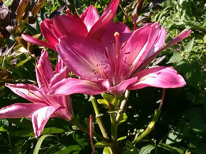 Flowers