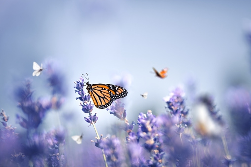 butterfly