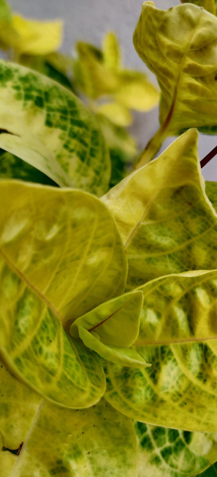 leaves
