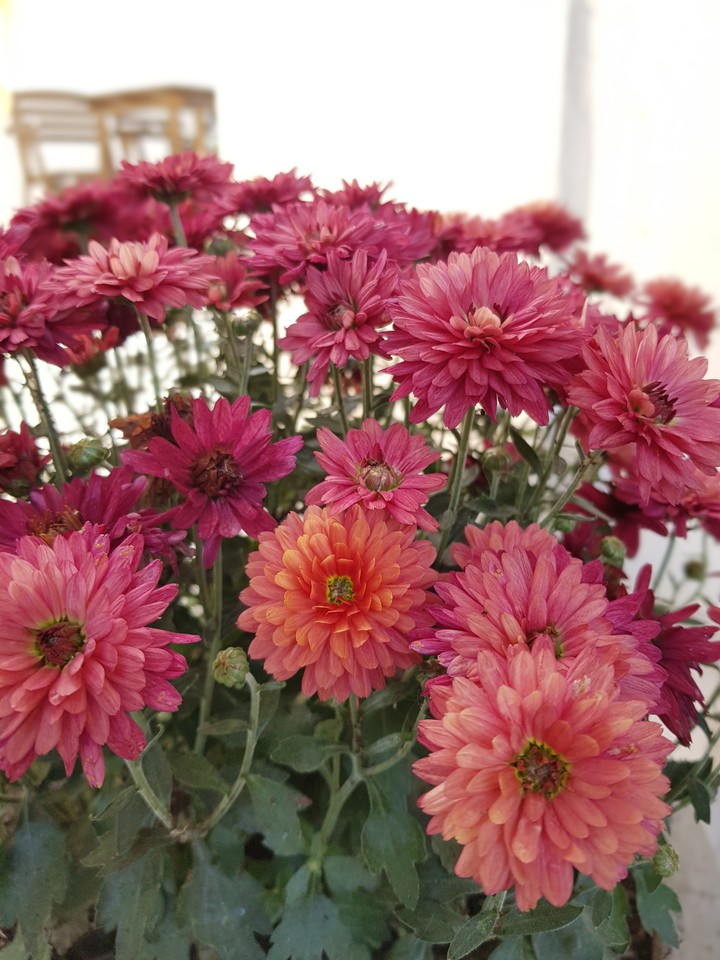 autumn flowers