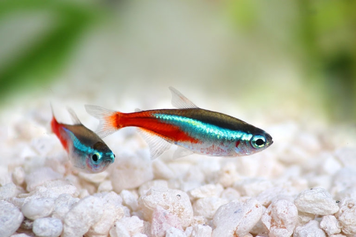 Neon Inessa