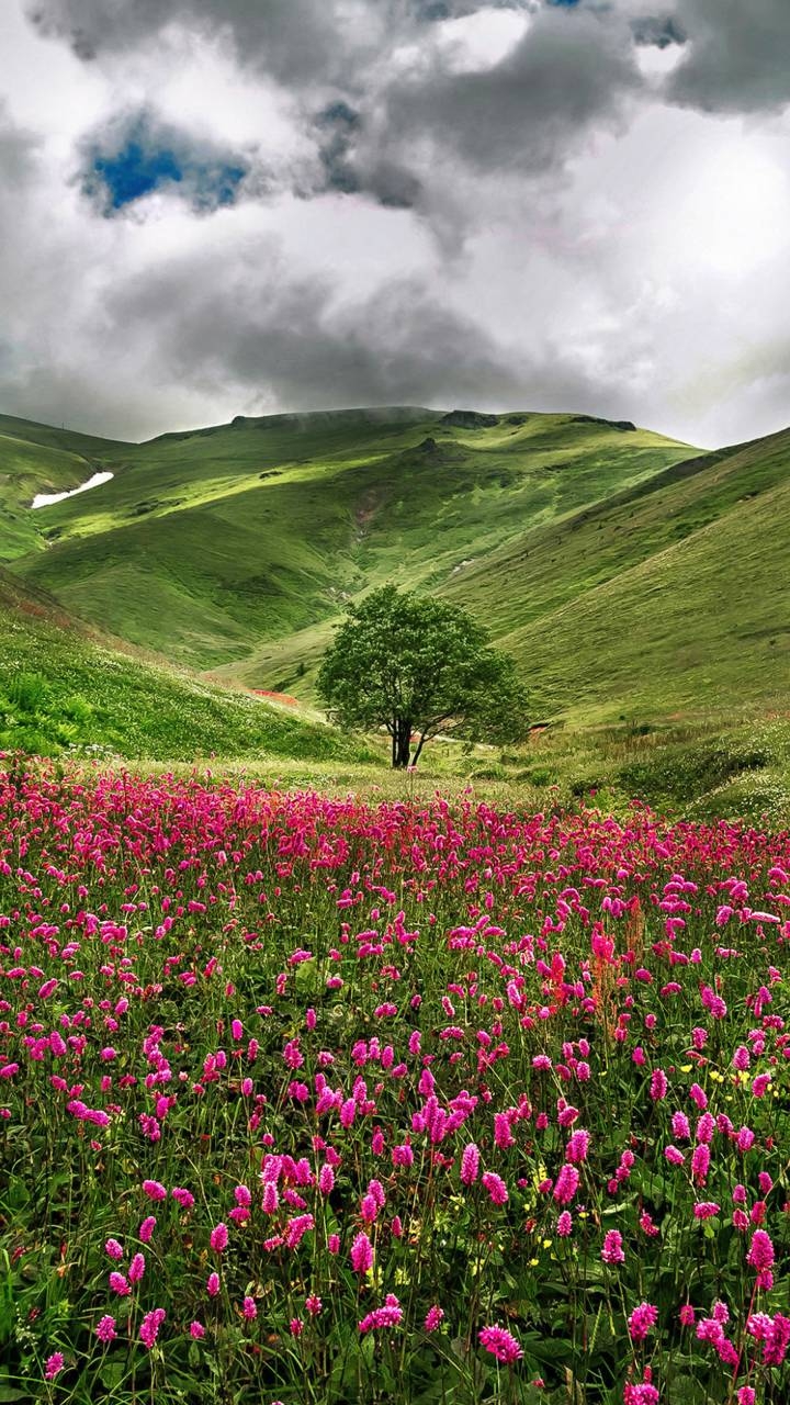 nature