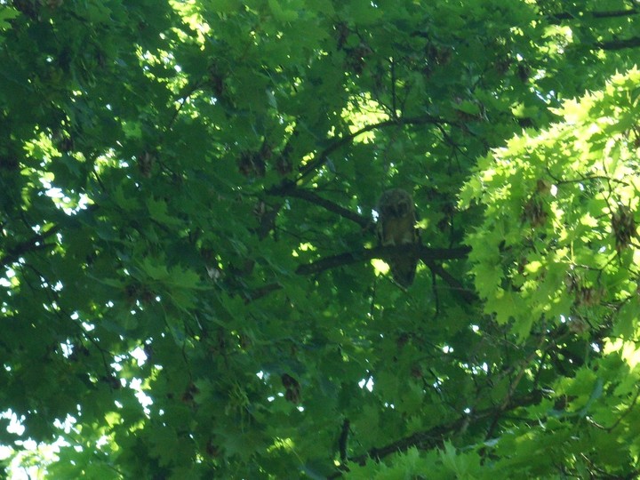 Сова