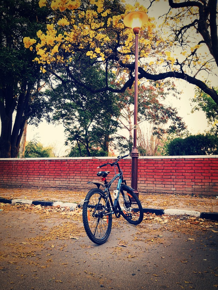 Lamp Post