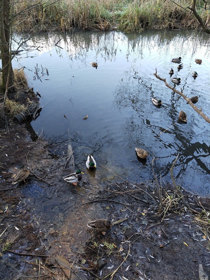 ducks