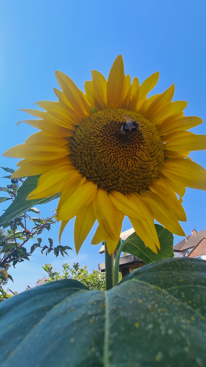 sunflower