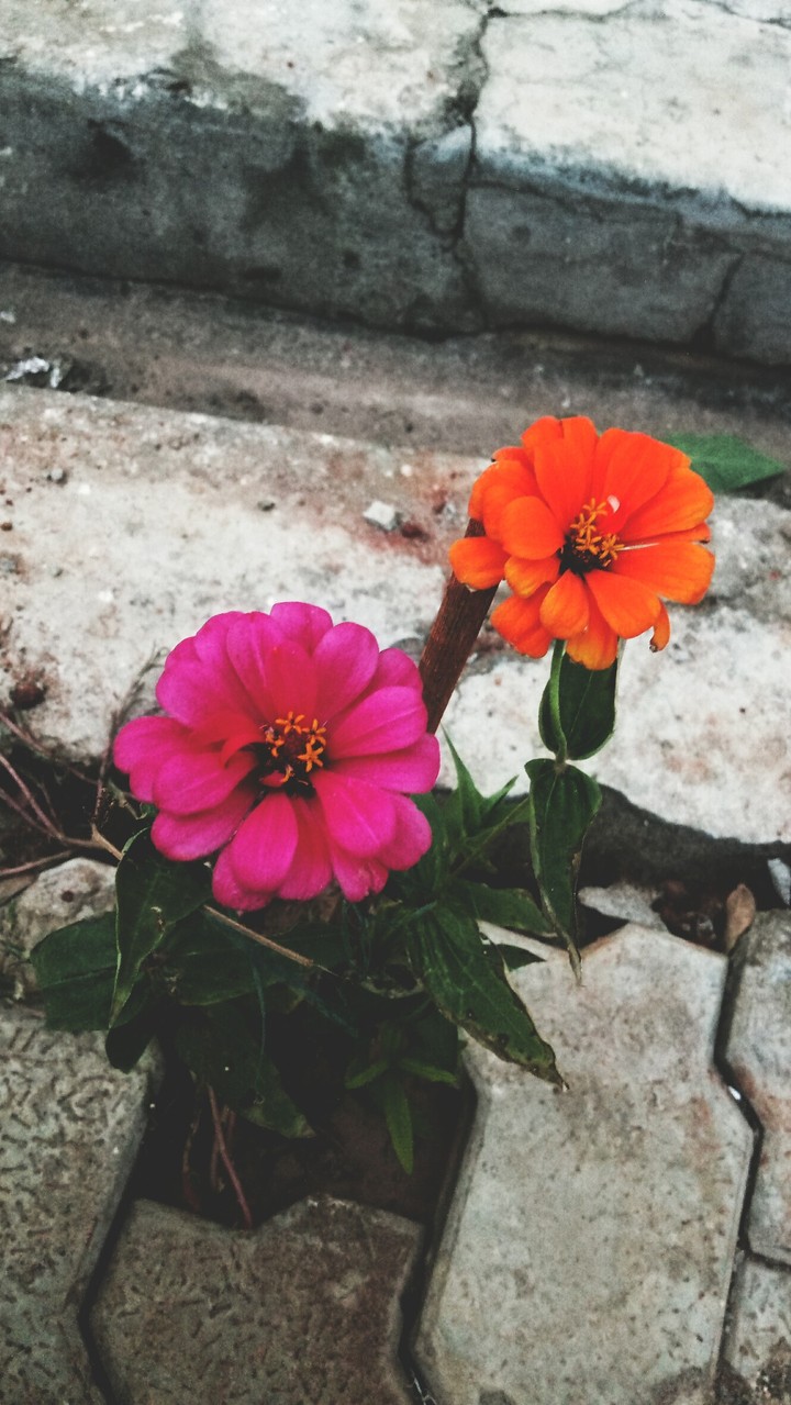 floral