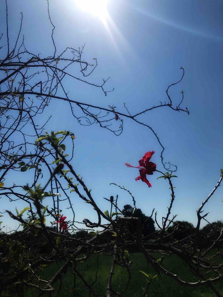 Just a snap by me taken in plain areas of uttarakhand