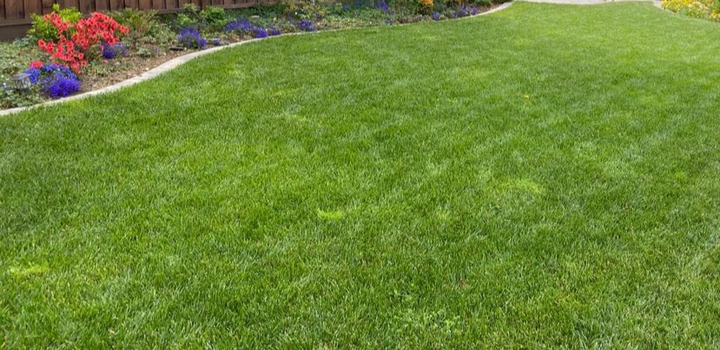 Grass