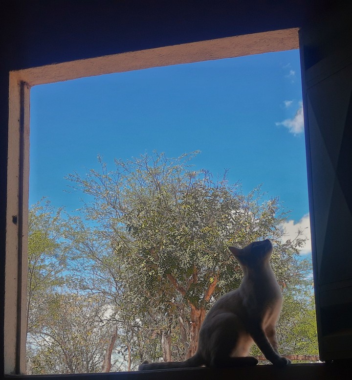 gatinho