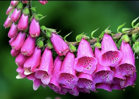 bellflowers, foxgloves wallpapers
