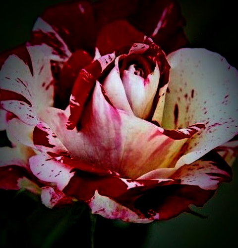 Flower, Petal, Red