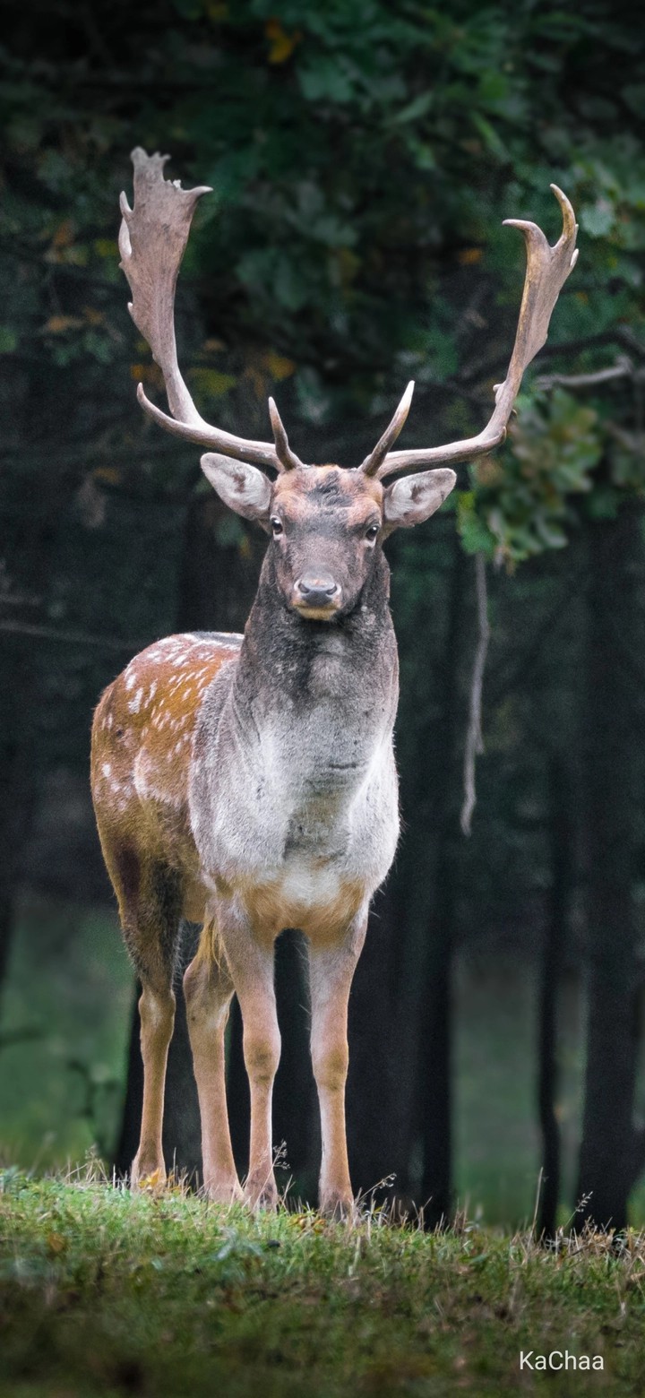 Deer