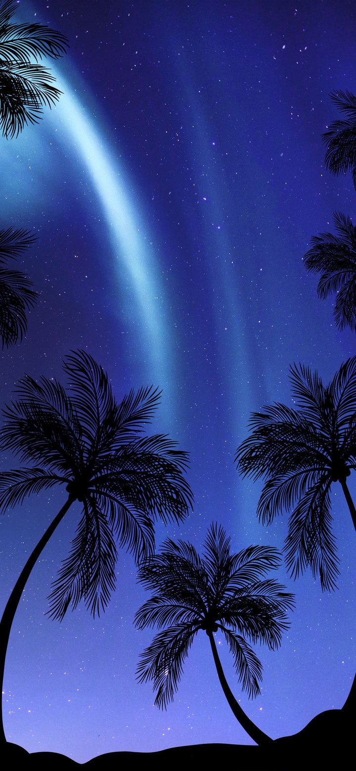 palm trees