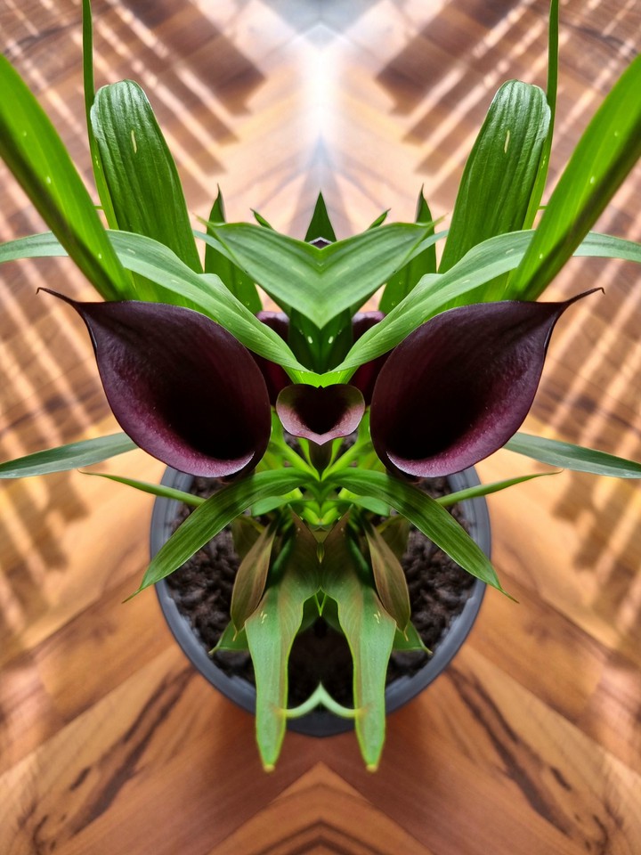#"Alien" plant#
