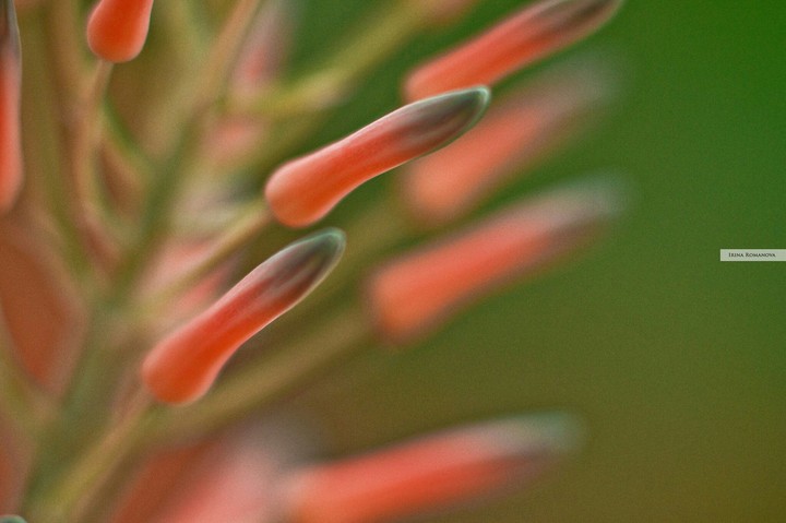 Succulent's flowers