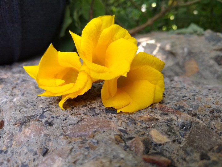 flowers