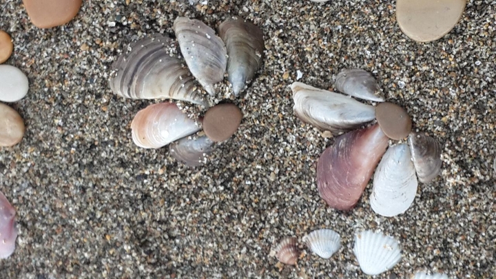 shell