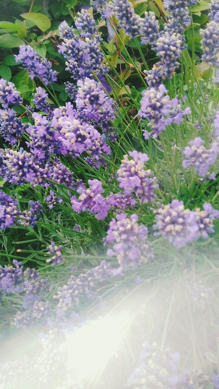 Lavendel
