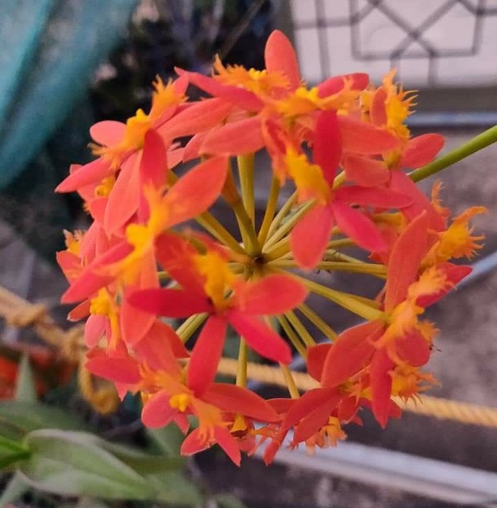 Orchid